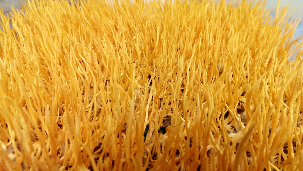 国産冬虫夏草 津和野式 冬虫夏草［純国産］タブレット30g 約30日分「護蚕丸