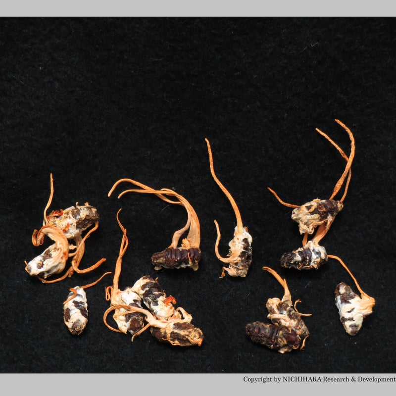 津和野式冬虫夏草：乾燥原体（5g） | 津和野式冬虫夏草オンラインストア