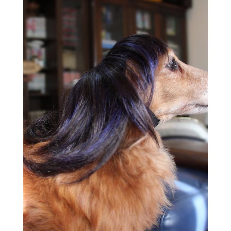 Wigs2you】ペットウィッグ/P-034/サラサラ髪/コスプレ/激かわ Wigs2you】ペットウィッグ/P-034/サラサラ髪/コスプレ/激かわ