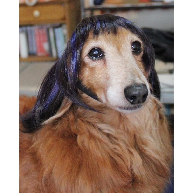 Wigs2you】ペットウィッグ/P-034/サラサラ髪/コスプレ/激かわ Wigs2you】ペットウィッグ/P-034/サラサラ髪/コスプレ/激かわ