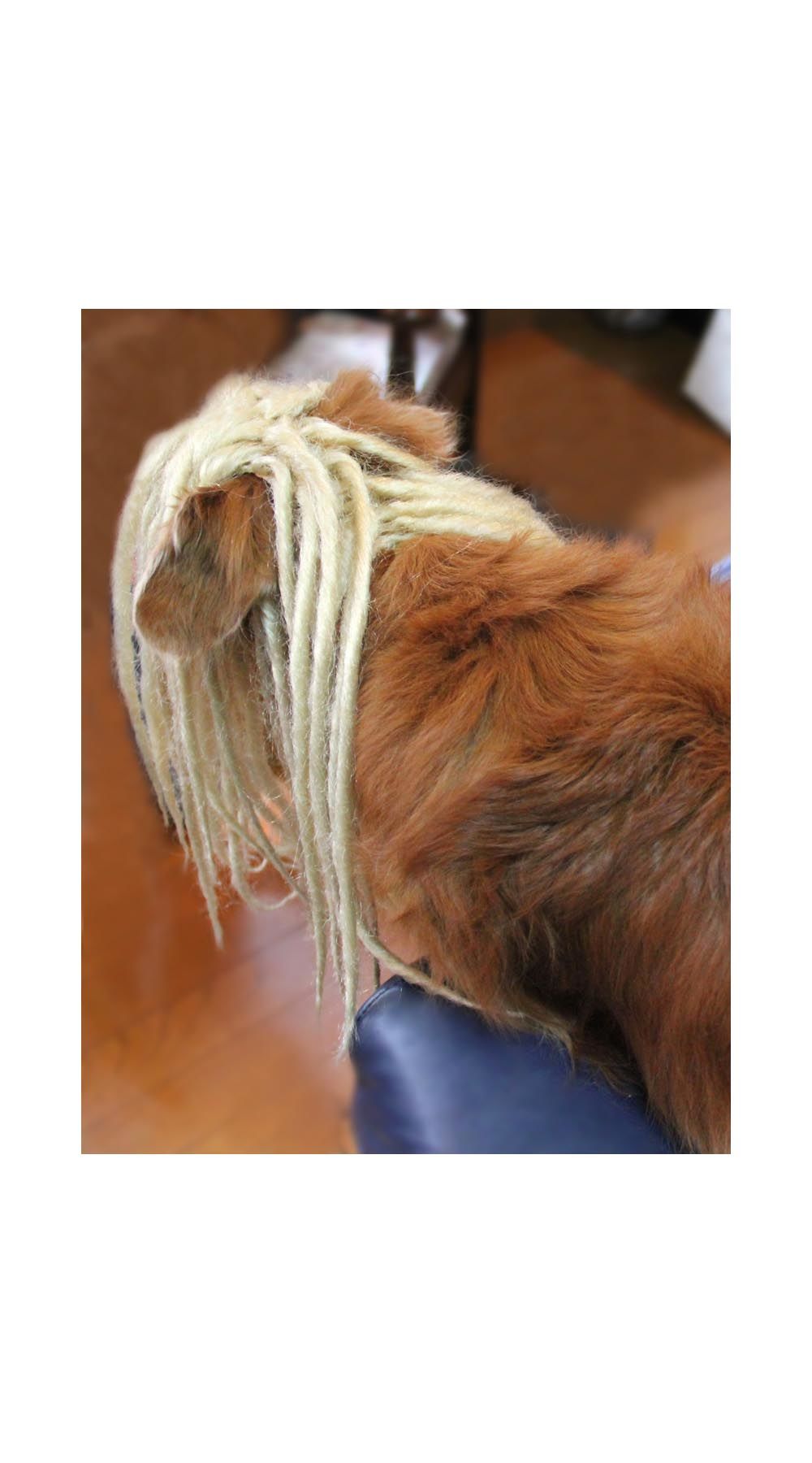 Wigs2you】ペットウィッグ/P-040/ドレッド/バンド/コスプレ/激 Wigs2you】ペットウィッグ/P-040/ドレッド/バンド/コスプレ/激