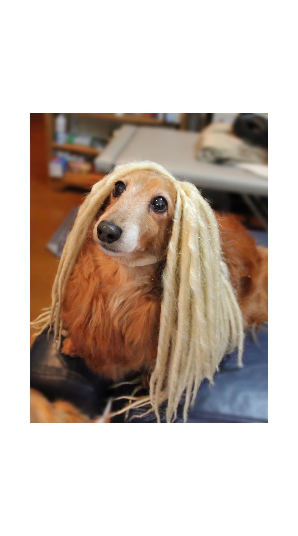 Wigs2you】ペットウィッグ/P-040/ドレッド/バンド/コスプレ/激 Wigs2you】ペットウィッグ/P-040/ドレッド/バンド/コスプレ/激