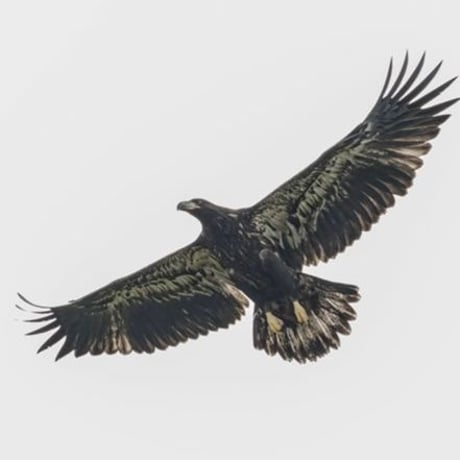 『ウッドへアゴム  鳥と月』手彫り天然石