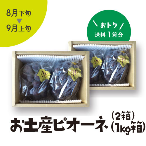 103］お土産ピオーネ1kg箱入（2房） | mahora