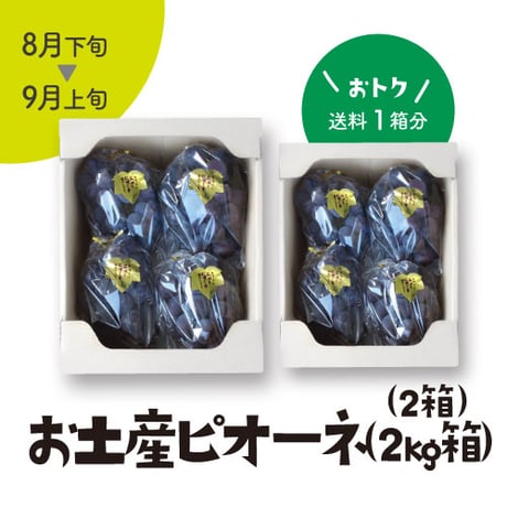 ［102］お土産ピオーネ2kg箱入（3-5房）
