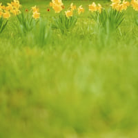 PHOTO TILE STICKER  yellow