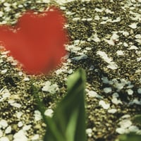 PHOTO TILE STICKER  tulip