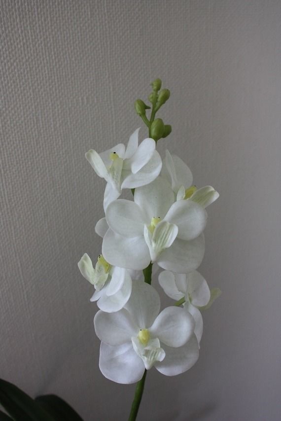 専用商品】 【特選】 洋蘭 バンダ2株 ハンギング 専用商品】 【特選