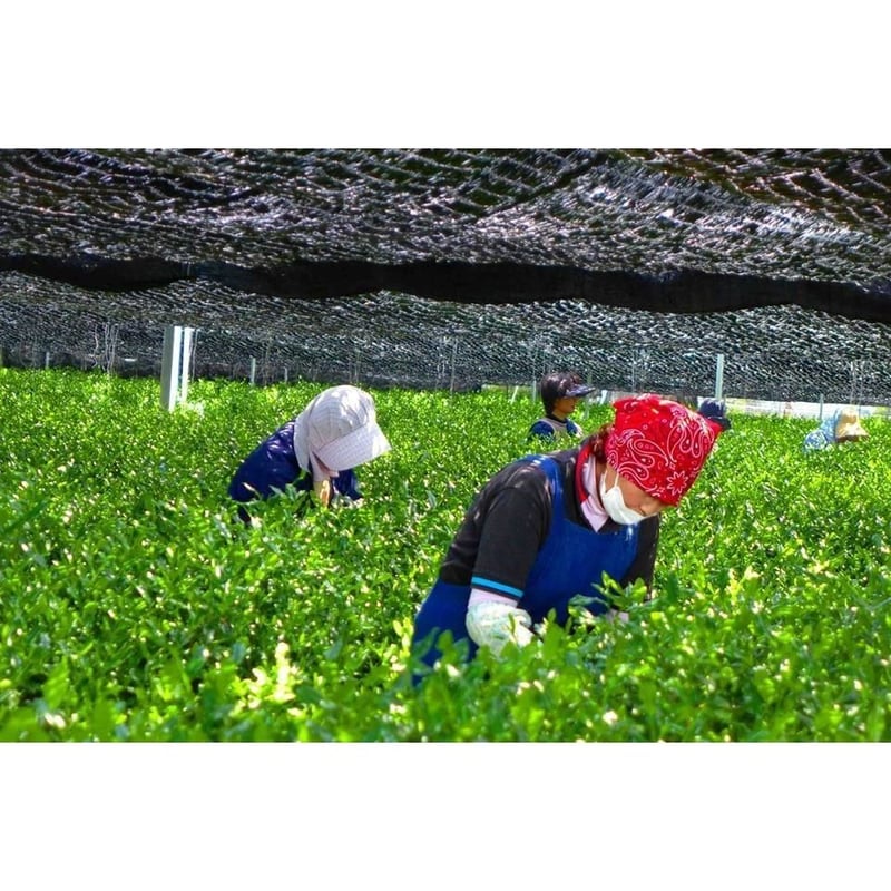 シングルオリジン 宇治抹茶 さみどり30g缶 | 丸利 吉田銘茶園