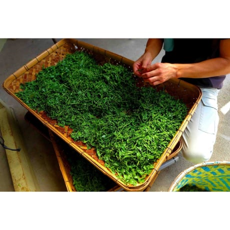 2025年度産　お茶農家が普段飲んでいる　手摘み宇治玉露80ｇ袋入り