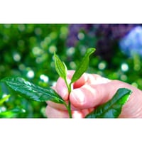 2025年度産　お茶農家が普段飲んでいる　手摘み宇治玉露80ｇ袋入り