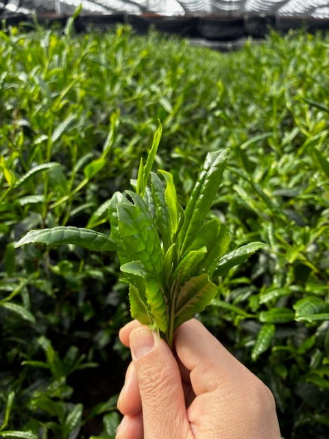 令和8年度 新茶の販売について | 丸利 吉田銘茶園