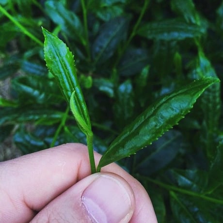 №E-1　宇治新茶　荒茶玉露　皆伝80ｇ畳紙入り