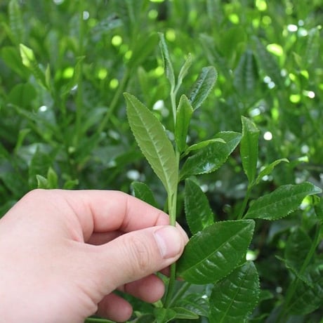 №F-1　宇治新茶　荒茶玉露（秘伝）80ｇ畳紙入り