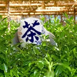 丸利 吉田銘茶園
