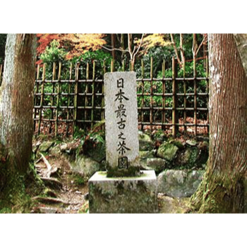 極茶煎茶45g袋入り | 丸利 吉田銘茶園