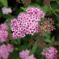 草加の草花12