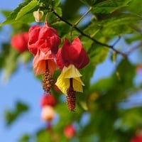 草加の草花6