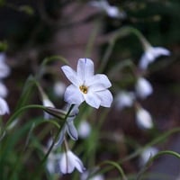 草加の草花10
