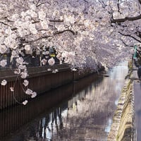 草加桜風景：伝右川沿い