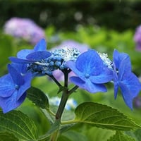 草加の草花1