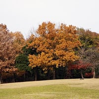 そうか公園秋冬1