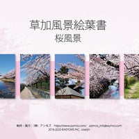 草加風景絵葉書　桜風景