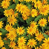 草加の草花11