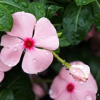 草加の草花13