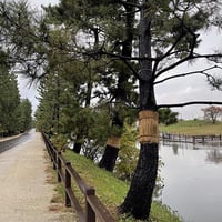 秋の松原遊歩道４（写真データ）
