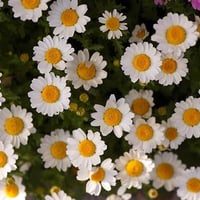 草加の草花5