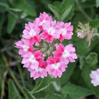 草加の草花4