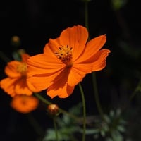 草加の草花8