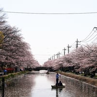 草加桜風景：葛西用水