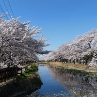 草加桜風景：葛西用水
