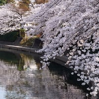 草加桜風景：綾瀬川と札場河岸公園