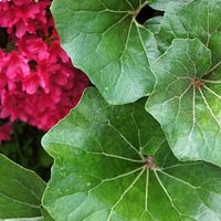 草加の草花2