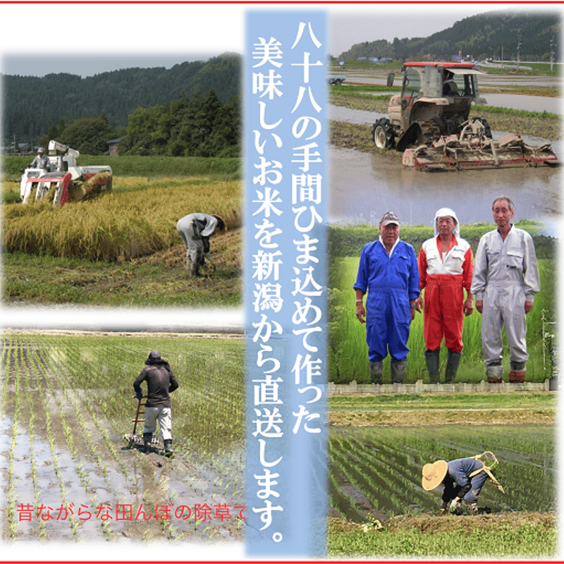 令和6年産新米 減農薬 新潟こしひかり玄米30kg 新潟県三条市旧 令和6年産新米 減農薬 新潟こしひかり玄米30kg 新潟県三条市旧