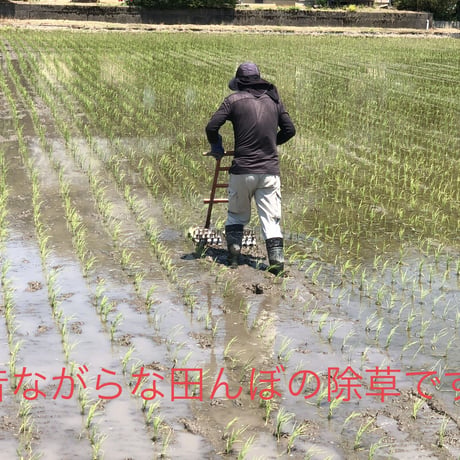 令和7年産　減農薬　ネオニコチノイド系農薬不使用　新潟こしひかり白米10kg 新潟県三条市旧しただ村産　1等米 新潟県認証　特別栽培米100% グルテンフリー　送料無料