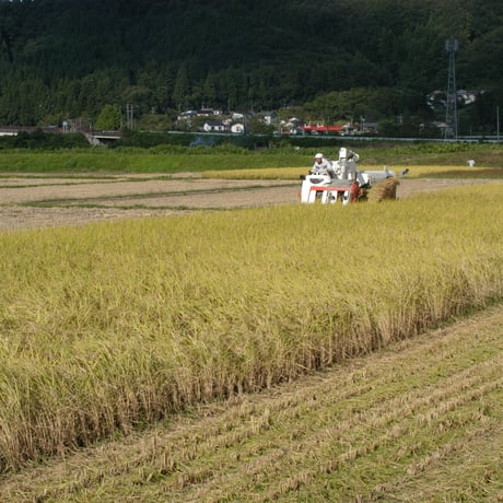 令和7年産　減農薬　新潟こしひかり白米2kg+白米2kg ネオニコチノイド系農薬不使用　新潟県三条市旧しただ村産　1等米 新潟県認証　特別栽培米100% 本物　白雪美人　グルテンフリー　送料無料