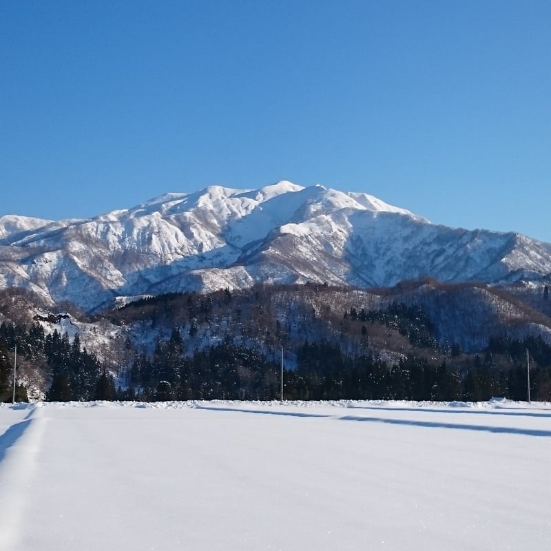 令和7年産 減農薬 ネオニコチノイド系農薬不使用 新潟こしひかり玄米 令和7年産 減農薬 ネオニコチノイド系農薬不使用 新潟こしひかり玄米
