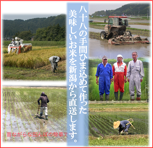 減農薬こしひかり玄米20kg 新潟県三条市旧しただ村産　特別栽培米100% 令和6年産新米 減農薬 新潟こしひかり玄米20kg 新潟県三条市旧