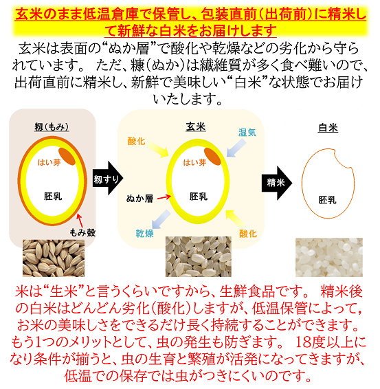 令和5年産 減農薬 新潟こしひかり白米23kg 新潟県三条市旧しただ 令和5年産 減農薬 新潟こしひかり白米23kg 新潟県三条市旧しただ