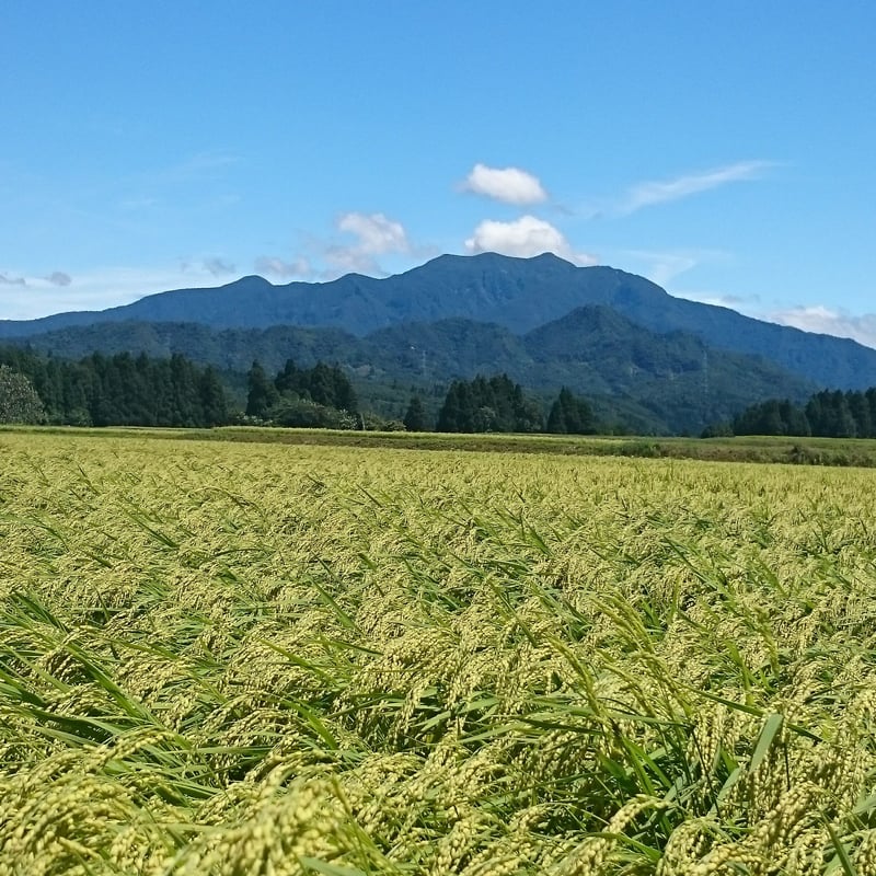 新米4年 玄米30kg 新潟県三条市旧下田産 減農薬特別栽培米コシヒカリ100%-