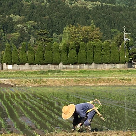 令和7年産　ネオニコチノイド系農薬不使用　新潟県産ミルキークイーン白米5kg 新潟県三条市旧しただ村産　1等米 冷めても美味しいミルキークイーン100%  輝一米　グルテンフリー　送料無料