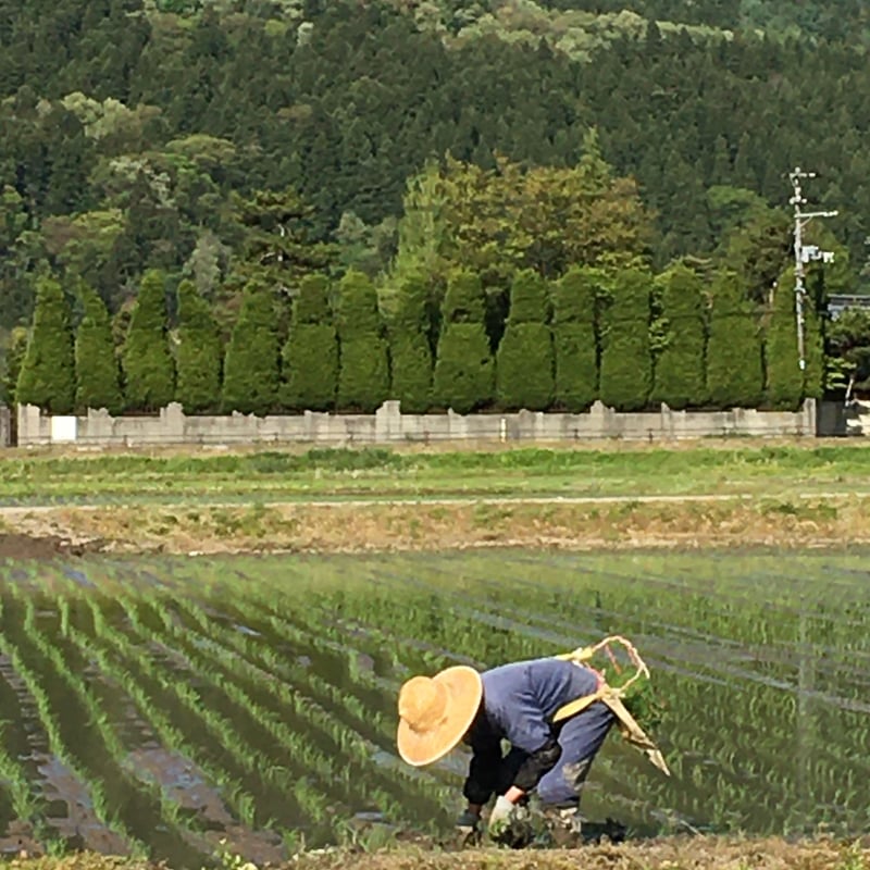 残り4袋　減農薬　新潟こしひかり玄米30kg　三条市旧しただ村産　特別栽培米 令和6年産新米 減農薬 新潟こしひかり玄米30kg 新潟県三条市旧