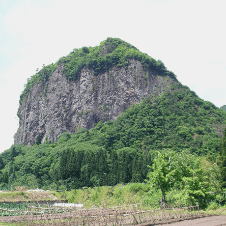 令和7年産　減農薬　新潟こしひかり白米26kg　ネオニコチノイド系農薬不使用　新潟県三条市旧しただ村産　新潟県認証　特別栽培米100% 白雪美人　混米も偽装無し　グルテンフリー