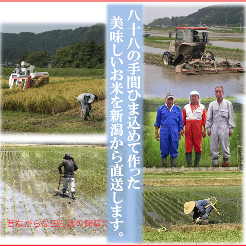 令和7年産 減農薬 ネオニコチノイド系農薬不使用 新潟こしひかり玄米