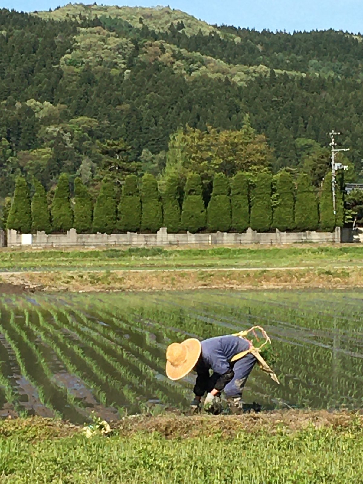 令和5年産 減農薬 新潟こしひかり白米23kg 新潟県三条市旧しただ 令和5年産 減農薬 新潟こしひかり白米23kg 新潟県三条市旧しただ