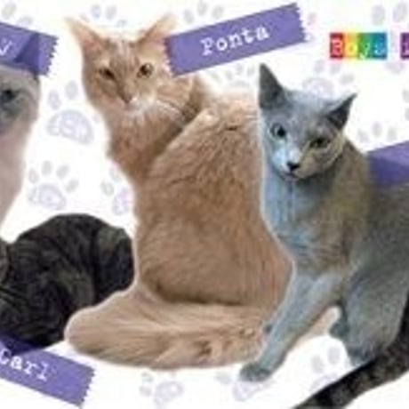 【ニャンシー】猫カフェマグカップ★Nyancyボーイズ★